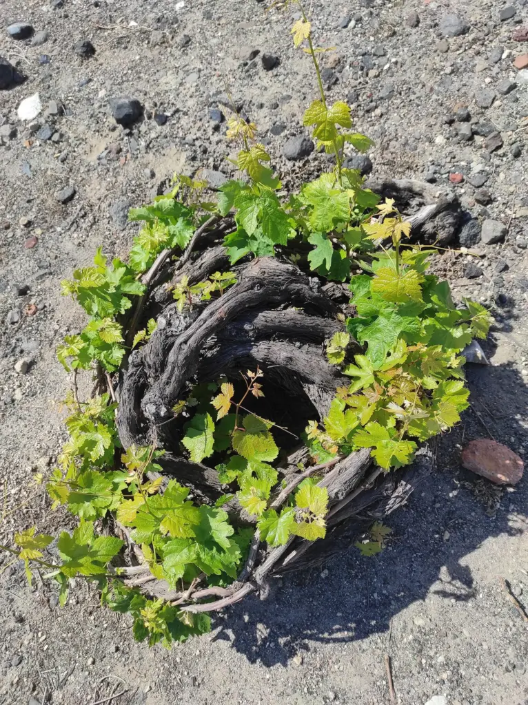 A low Assyrtiko vine trained into a round kouloura basket on dark volcanic soil