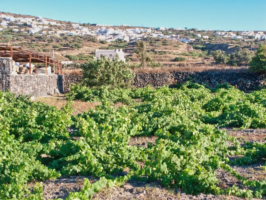 Old Assyrtiko vines trained into low kouloura baskets in the vineyard at Domaine Sigalas