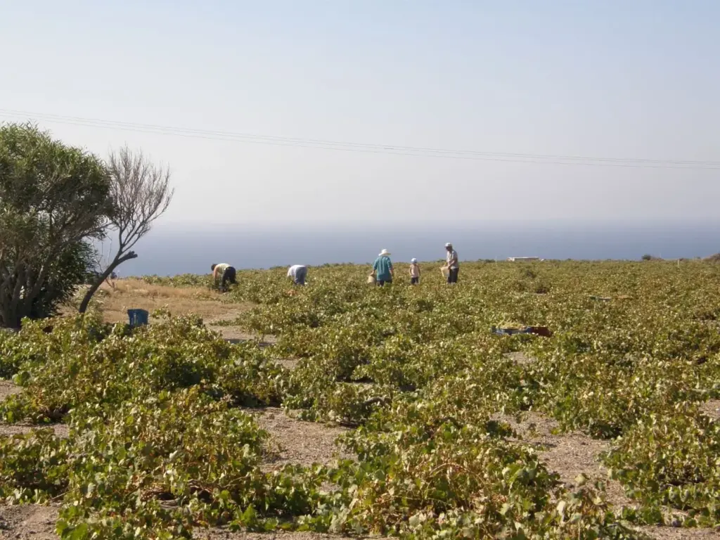 Grape pickers bent over low vines in a sloping vineyard during the August harvest