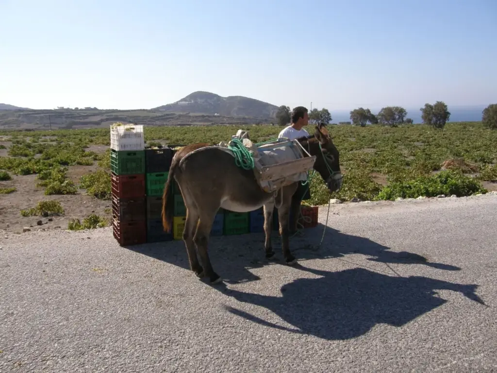 A donkey loaded with harvest crates beside stacked grape boxes at the edge of a vineyard