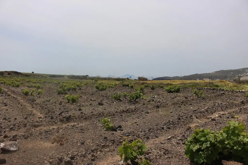 Low basket-trained vines growing close to the ground in a dry volcanic Santorini vineyard