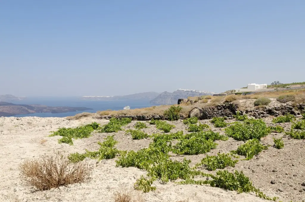 Low vines growing in pale volcanic soil between the caldera rim and Megalochori, with the caldera and Fira beyond