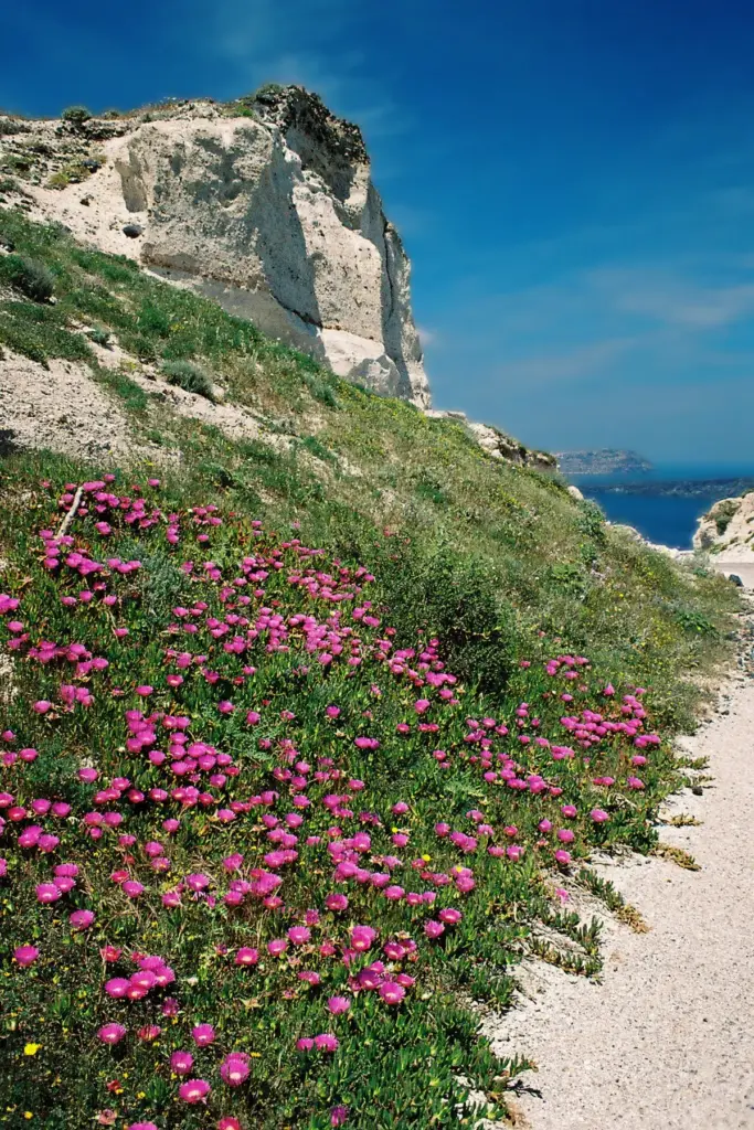 A cliff of white pumice layers above a slope of pink flowering plants, with the sea beyond
