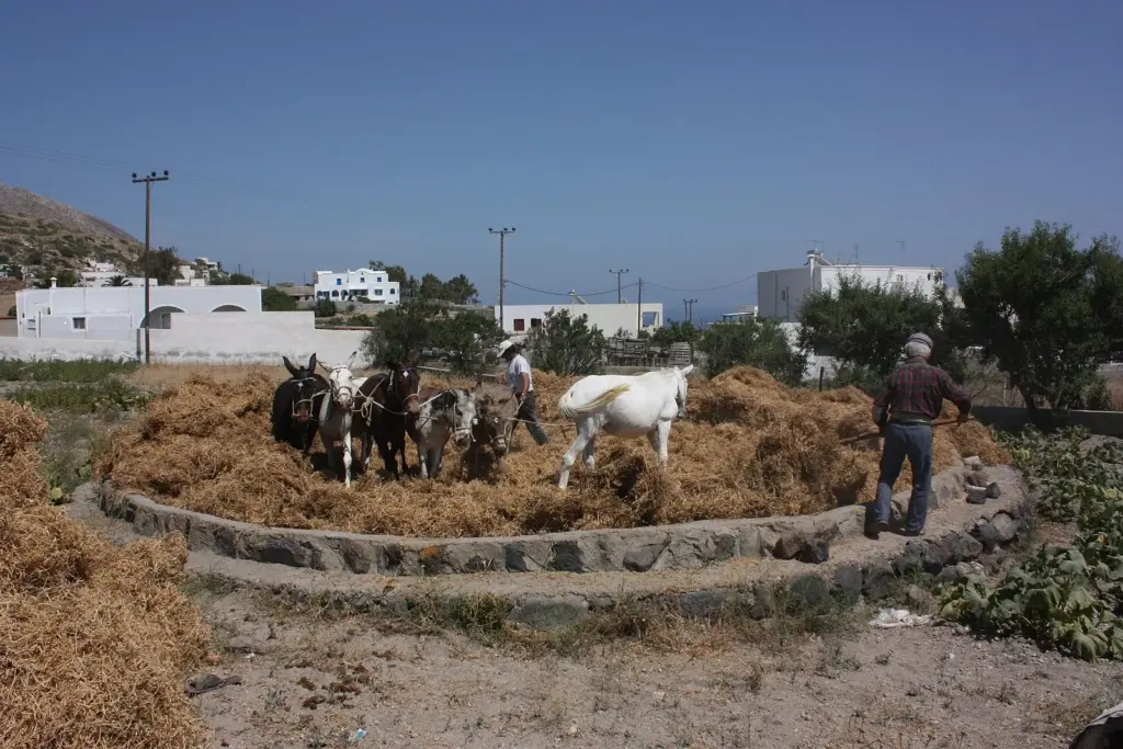 Mules and horses walking in a circle over dried plants on a stone threshing floor while two farmers work