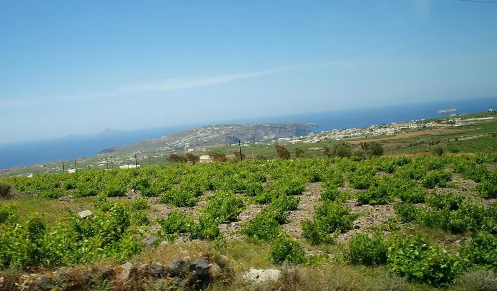 Rows of low basket-trained vines in green leaf on a slope running down to the sea